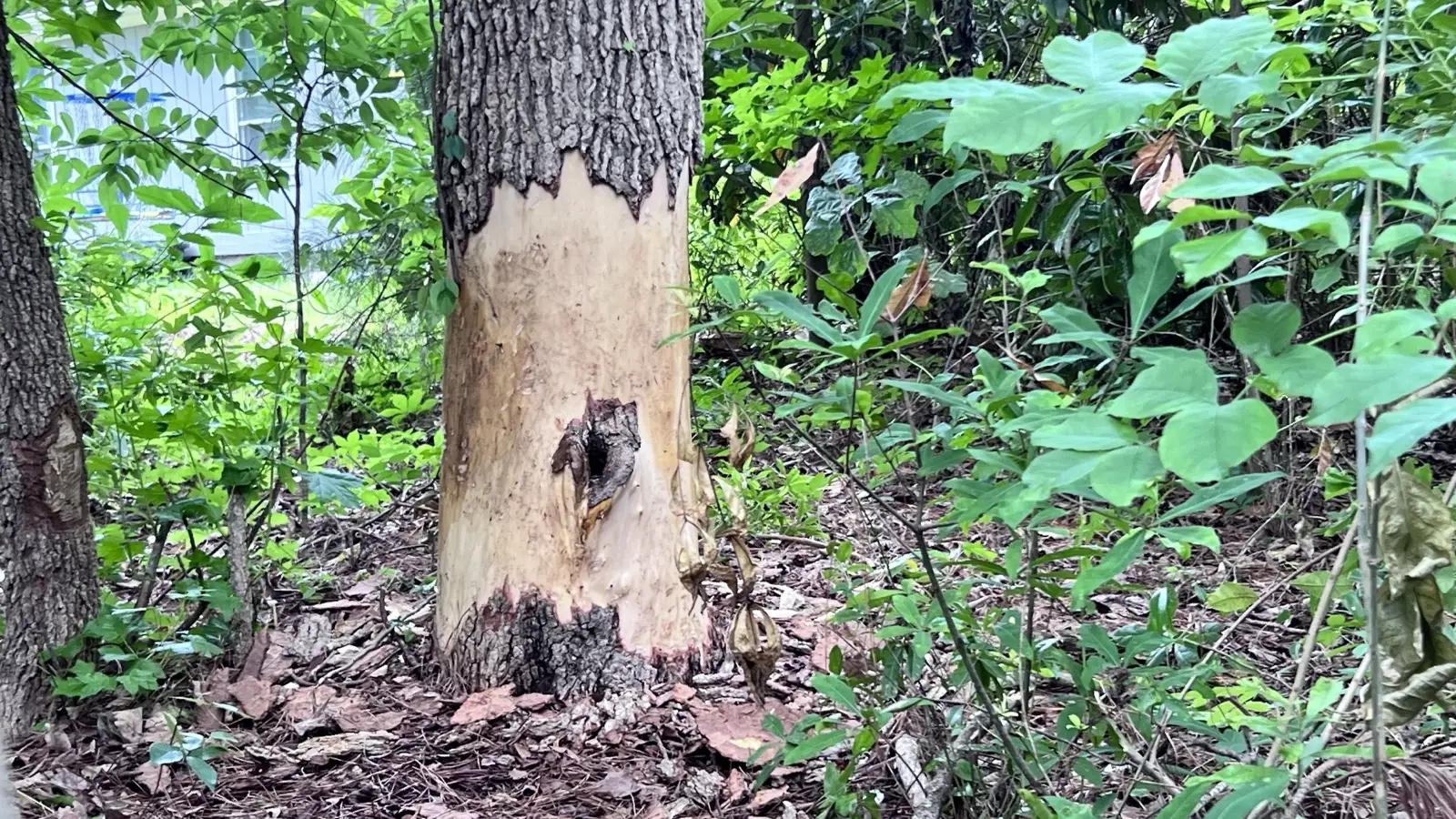 Beaver damage