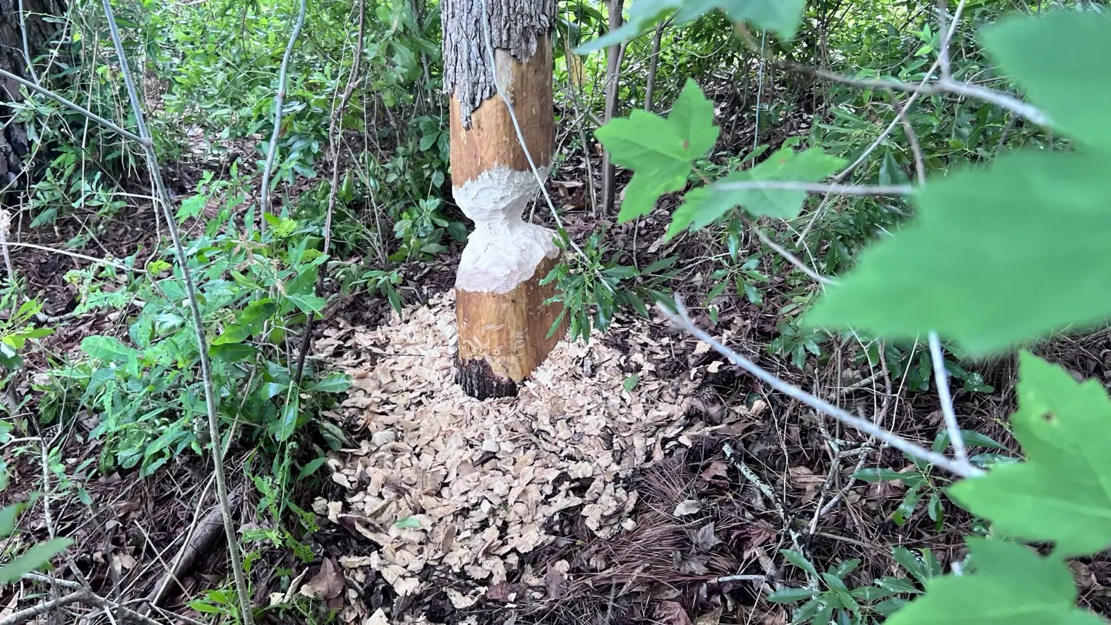 Tree-base exclusion